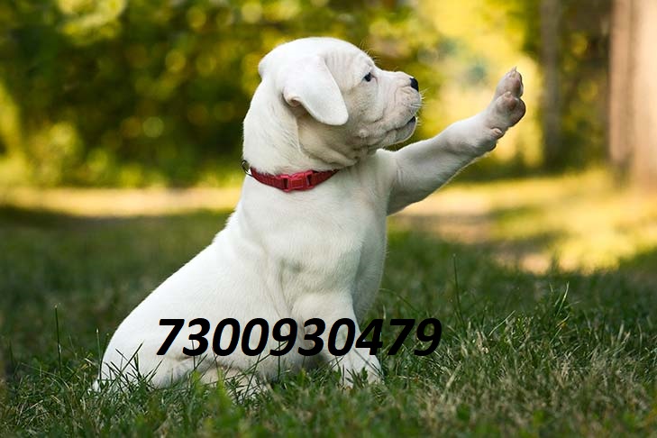 Dogo argentino